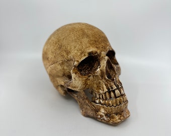 Catacomb Skull with Jaw