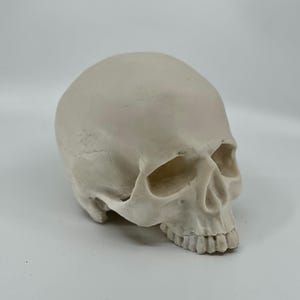 Op de afbeelding: Een gebroken witte schedel met gedetailleerde kenmerken, waaronder tanden en oogkassen. De schedel staat schuin, waardoor de realistische textuur zichtbaar is. De achtergrond is effen wit, wat de vorm en structuur van de schedel benadrukt.