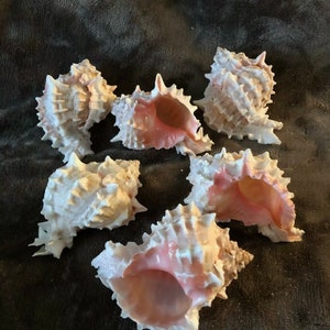 Roze Murex-zeeschelp
