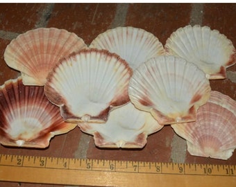 75 Scallop Shells Provincetown Cape Cod Bay Scallops 1.5-3" for Shell Projects 75 Scallop Shells Provincetown Cape Cod Bay Scallops 1.5-3" for Shell Projects