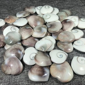 May include: A collection of polished, oval-shaped seashells in shades of white, gray, and brown. Each shell features a distinctive spiral pattern and a smooth, glossy surface. The shells are arranged in a random pattern, creating a natural and organic aesthetic.