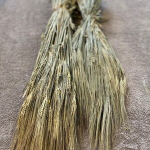 May include: Two bundles of dried wheat stalks with beige and light brown colouring. The stalks are tied together at the top and are arranged in a fan shape.