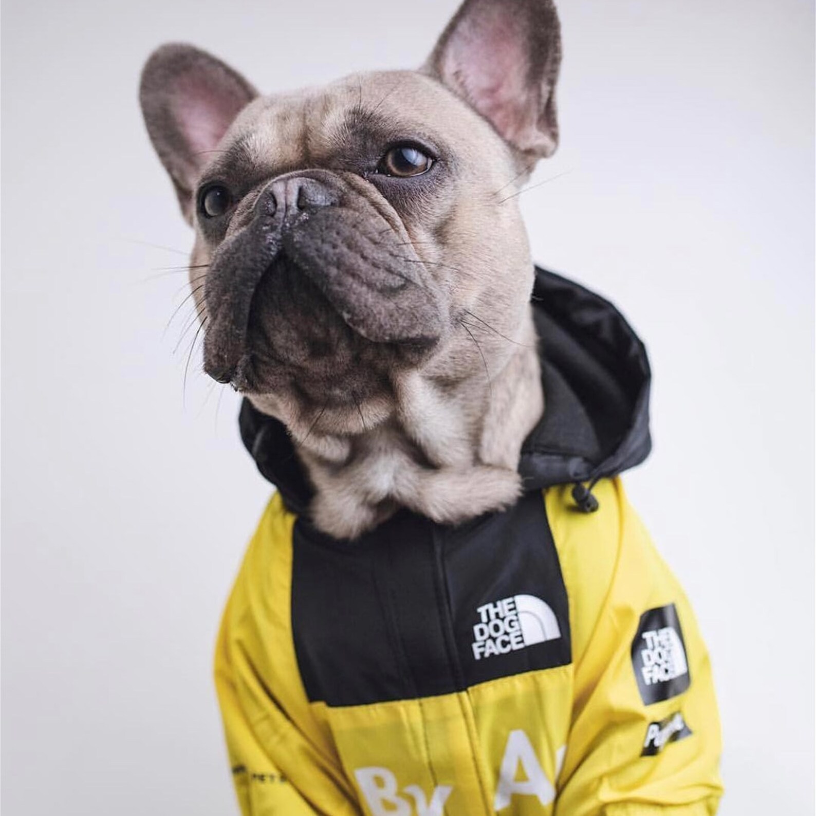 Pupreme x PawTex Dog Jacket Best Waterproof Rain Coat For Etsy