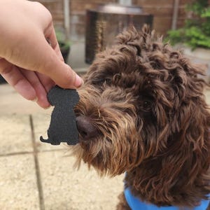 May include: A black dog-shaped cutout is held near the nose of a brown, curly-haired dog wearing a blue harness. The dog is outdoors on a patio with a blurred background of plants and a metal structure.