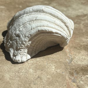 Giant clam shell from white coral beach in the indo pacific 3.9 inches