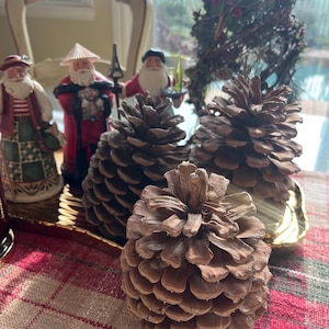 Coulter pine cone - Etsy 日本