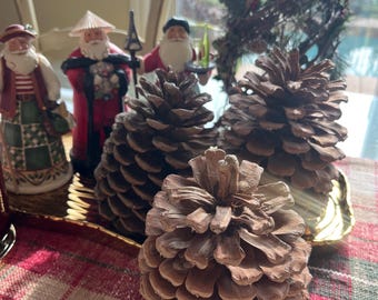 Large Giant Coulter Pine Cones 8 inches tall 5 inches wide