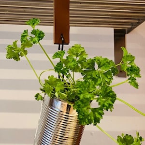 May include: A silver can with a green leafy plant growing inside, hanging from a brown leather strap.
