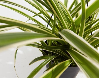 Spider Plant (Variegated Reverse)