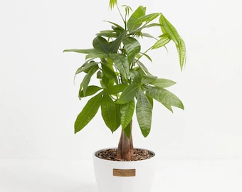 Medium Money Tree in Chai Eco Pot