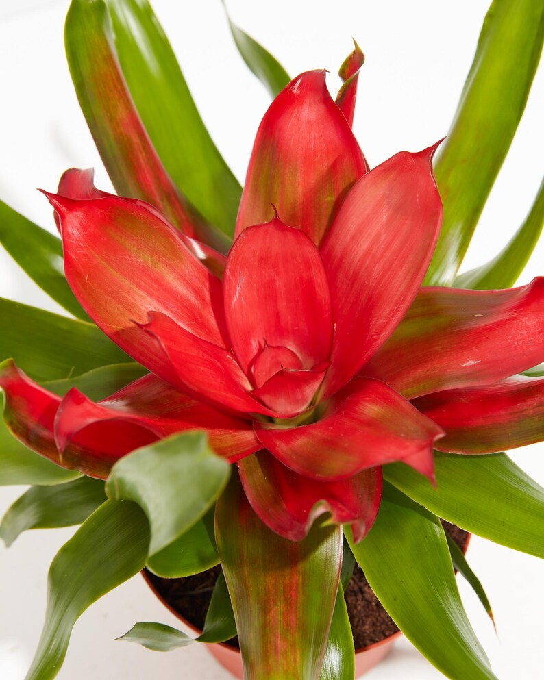 Neoregelia Bromeliad