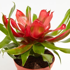 Neoregelia Bromeliad