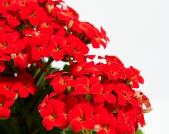 Blooming Kalanchoe