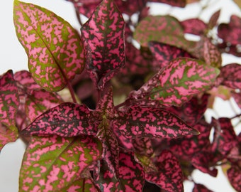 Pink Polka Dot Plant