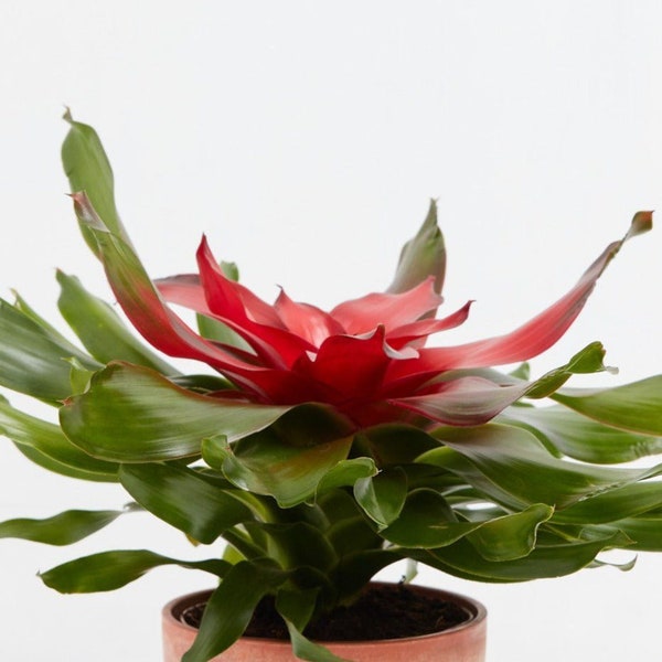 Bromeliad Neoregelia