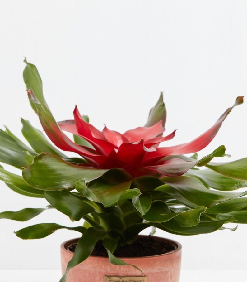 Neoregelia Bromeliad