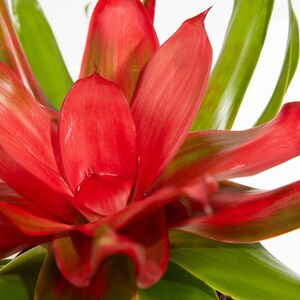 Neoregelia Bromeliad