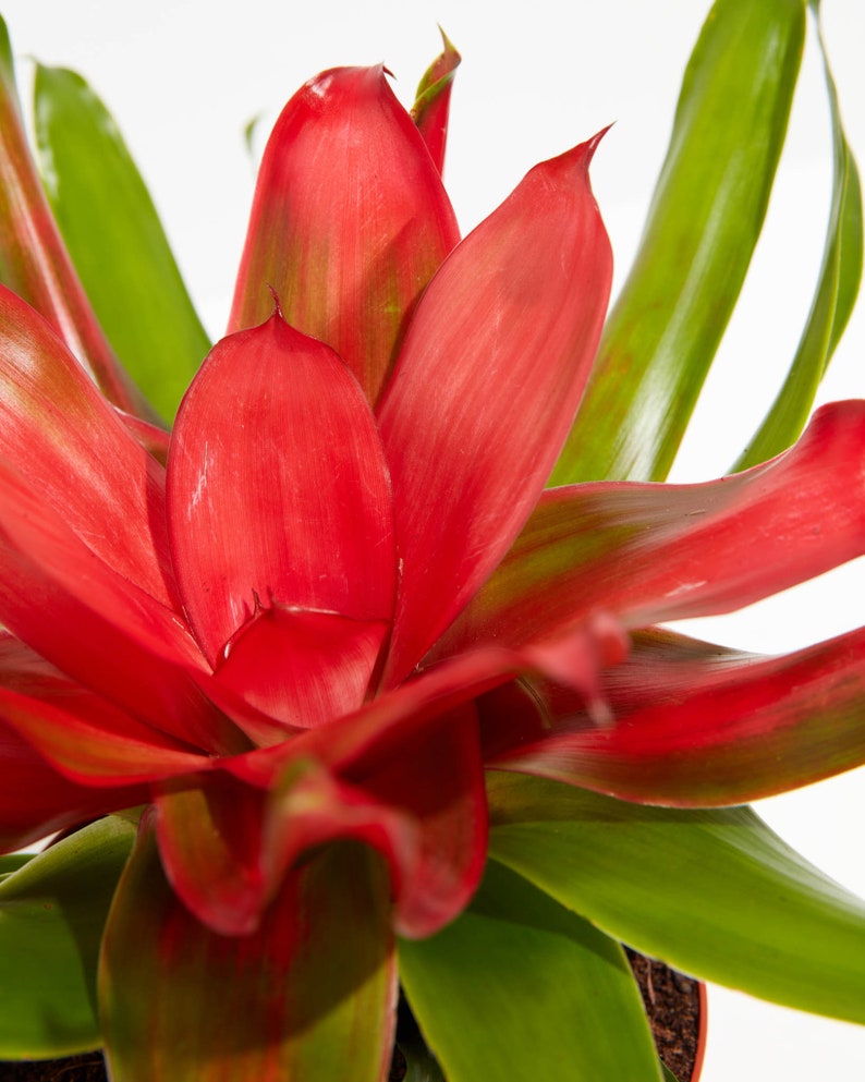 Neoregelia Bromeliad