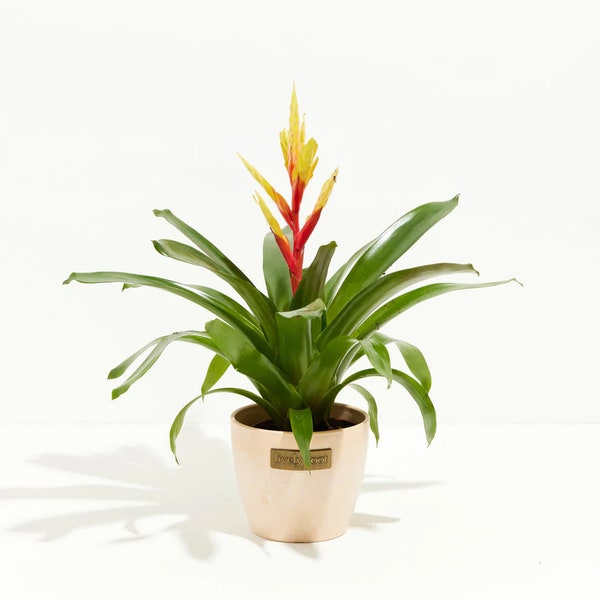 Small Evita Vriesea Bromeliad in Macadamia Eco Pot