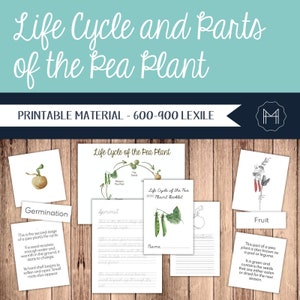 Cycle de vie et parties de la plante de pois