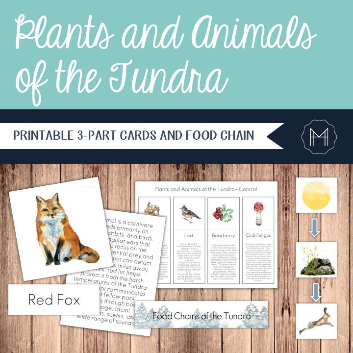 Plants and Animals of the Tundra 3-part Cards and Food Chains - Etsy Plants and Animals of the Tundra 3-part Cards and Food Chains - Etsy