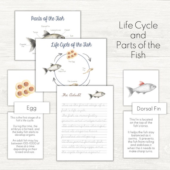 Life Cycle Of A Fish Worksheet
