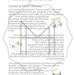 Photosynthesis Materials Passage, Nomenclature, Sequencing & Chemistry image 2