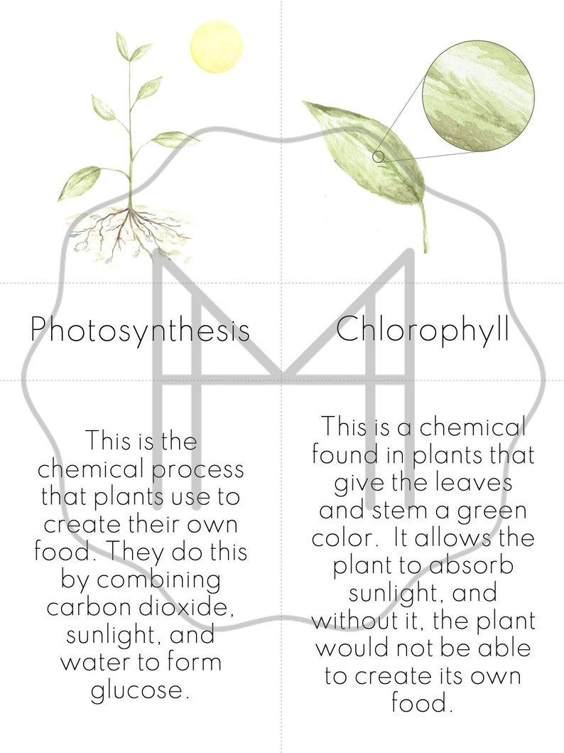 Photosynthesis Materials Passage, Nomenclature, Sequencing & Chemistry image 3