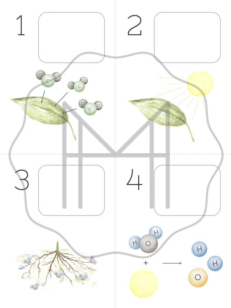 Photosynthesis Materials Passage, Nomenclature, Sequencing & Chemistry image 4