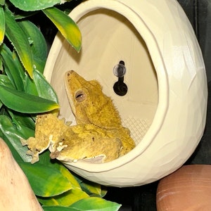 May include: A light green crested gecko resting inside a white ceramic egg-shaped hide. The hide has a textured surface and a small hole on the side.
