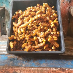 May include: A black rectangular container filled with fresh turmeric roots. The turmeric is a vibrant orange-yellow color, with a rough, textured appearance. The container sits on a weathered wooden surface with blue and red paint.
