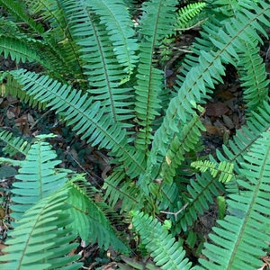 May include: A close-up of a patch of green ferns growing in a forest. The ferns have long, narrow fronds with a delicate, feathery texture.