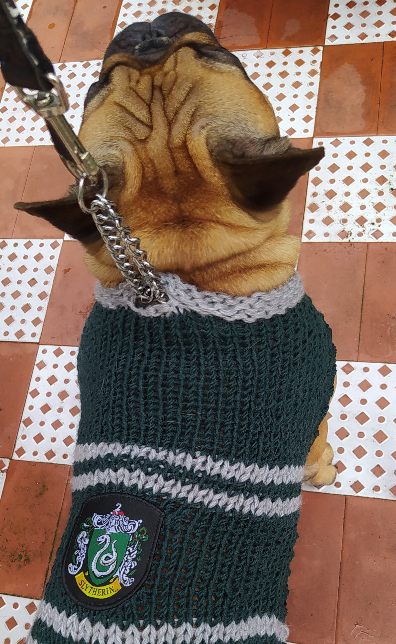 Harry Potterinspired dog sweater Serpeverde dog coat dog Etsy