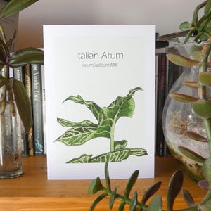Italiaanse Aronskelkwenskaart - Verjaardagskaart - Bedankkaart - Botanisch - Plantenliefhebber - Gratis verzending VK