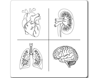 Anatomie Science Magnet Set, Herz Gehirn Niere Lunge, medizinisches Geschenk