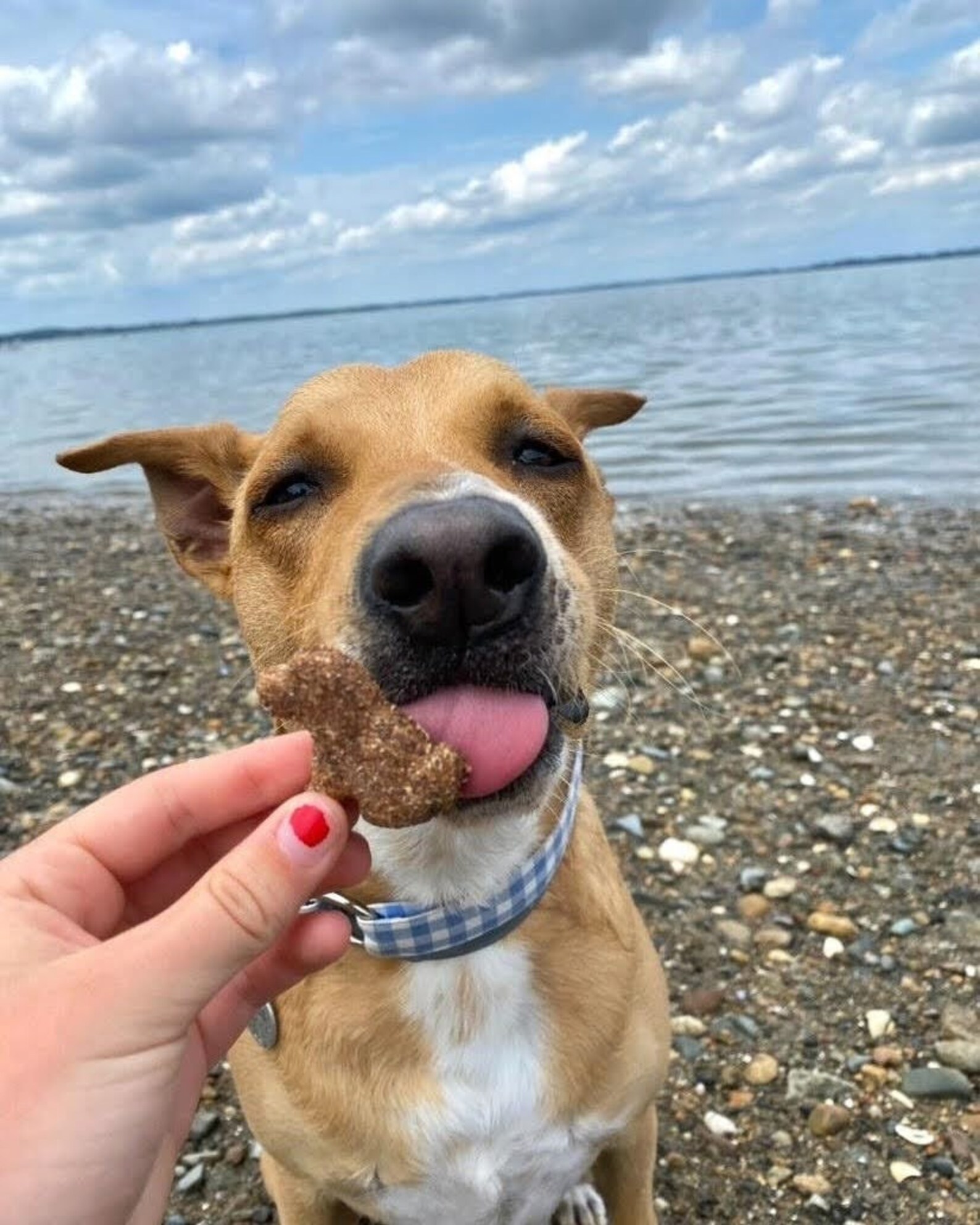 Blaubeere Lavendel Kamille Beruhigend Hund Leckerli Kekse Etsy