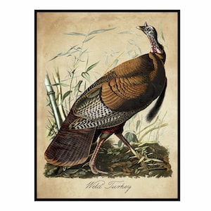 Wild Turkey by James Audubon Framed Print Poster Wall Art Decor | Fine Artwork Painting Reproduction Posters & Pictures Gallery Prints