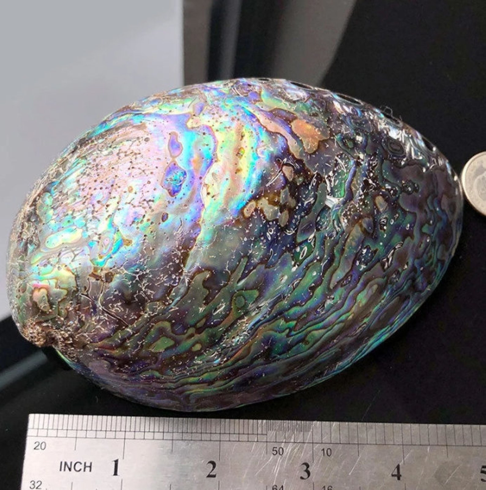 1214CM Polished Natural Abalone Shell with smudge stick used Etsy