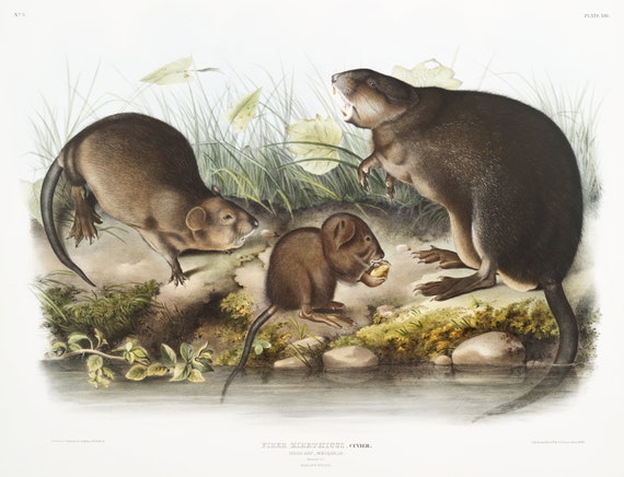 J.J. Audobon, Musk-Rat, Musquash (Fiber Zibethicus) from the viviparous quadrupeds of North America (1845) ,  50 x 70 cm, 20 x 25" approx.