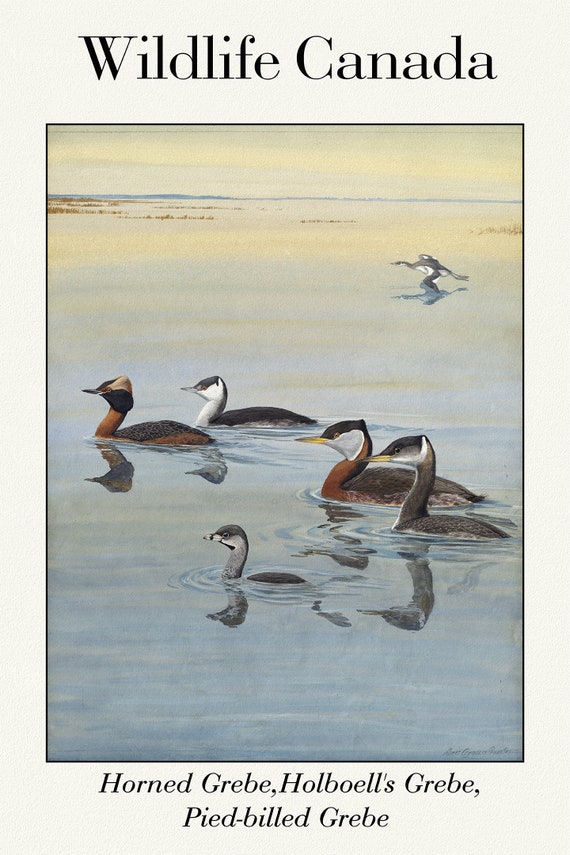 Wildlife Canada, Horned Grebe, Holboell's Grebe, Pied-billed Grebe, vintage nature print on canvas,  50 x 70 cm, 20 x 25" approx.