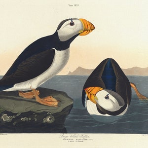 J.J. Audubon, macareux à gros bec. Mormon glacialis, Lessivage. 1. Mâle. 2. Femme., impression nature sur toile, 50 x 70 cm, 20 x 25" approx.