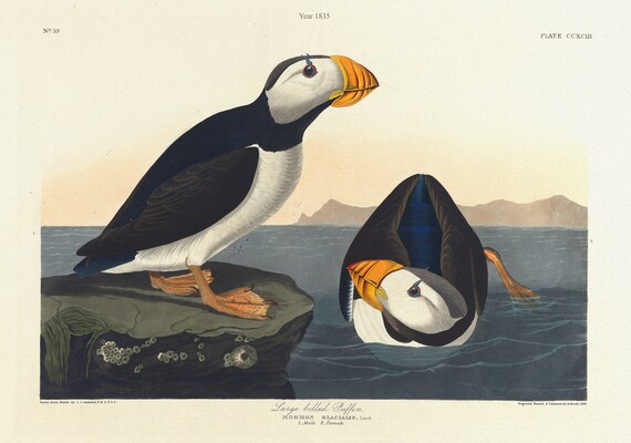 J.J. Audubon,  Large-billed puffin. Mormon glacialis, Leach. 1. Male. 2. Female., nature print on canvas,  50 x 70 cm, 20 x 25" approx.