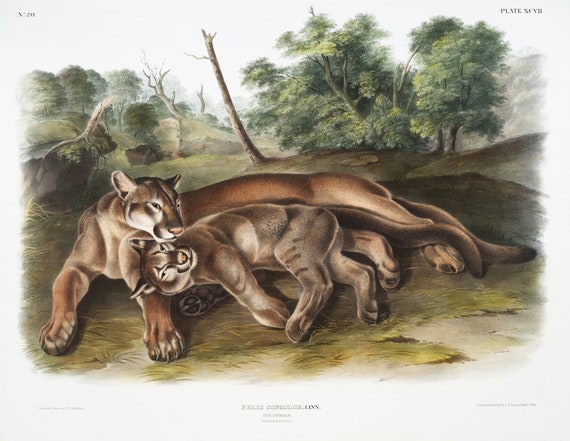 J.J. Audobon, Cougar (Felis concolor) from the viviparous quadrupeds of North America (1845),  on canvas,  50 x 70 cm, 20 x 25" approx.