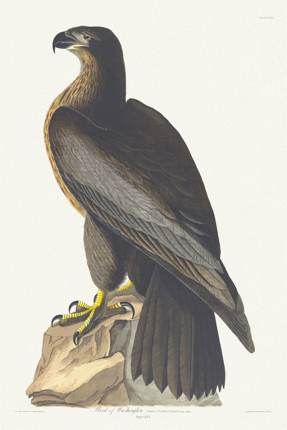 J.J. Audubon, Falco washingtonii, 1835 , vintage nature print on canvas,  50 x 70 cm, 20 x 25" approx.