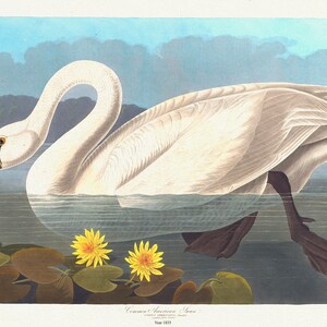 Gewöhnlicher nordamerikanischer Schwan. Cygnus americanus, Sharplefs. Nymphea flava , 1836 Audobon auth.  auf Leinwand, 50 x 70 cm, 20 x 25" ca.
