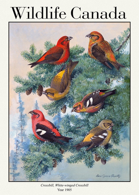 Wildlife Canada, Crossbill, White-winged Crossbill, 1905, vintage nature print on canvas,  50 x 70 cm, 20 x 25" approx.