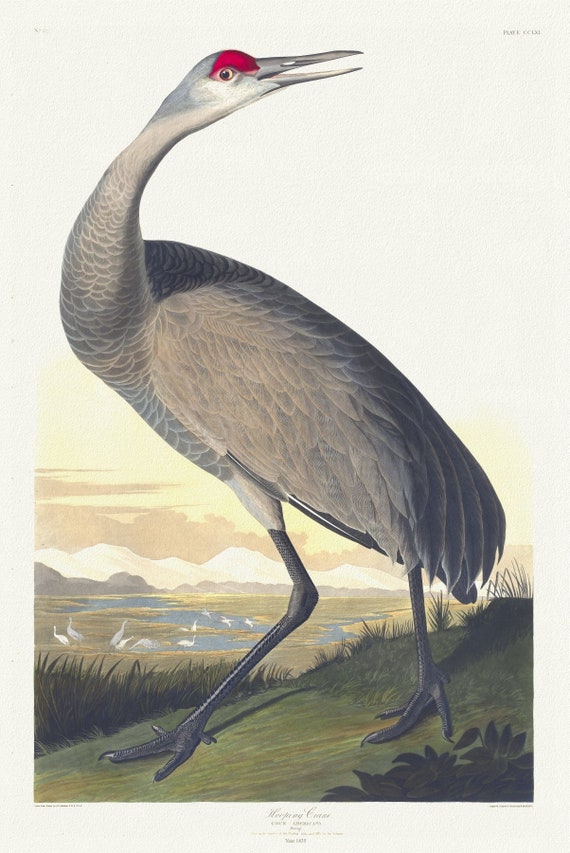 J.J. Audobon, Whooping crane. Grus Americana. Young. v.3 plate 261, 1835  , vintage nature print on canvas,  50 x 70 cm, 20 x 25" approx.