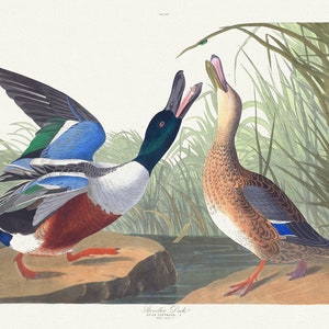 J.J. Audubon, Schaufel-Ente .Anas clypeata, L. Männchen, 1.Weiblich, 2, 1835 , vintage Naturdruck auf Leinwand, 50 x 70 cm, 20 x 25" ca.