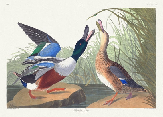 J.J. Audubon,  Shoveller duck .Anas clypeata, L. Male, 1. Female, 2, 1835 , vintage nature print on canvas,  50 x 70 cm, 20 x 25" approx.