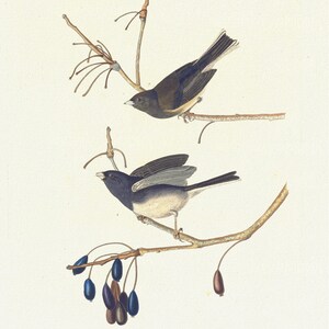 JJ Audubon, Pájaro de nieve.1. Masculino. 2. Mujer. Fringilla nivalis. Planta vulgo, 1835, naturaleza impresa sobre lienzo, 50 x 70 cm, 20 x 25" aprox.